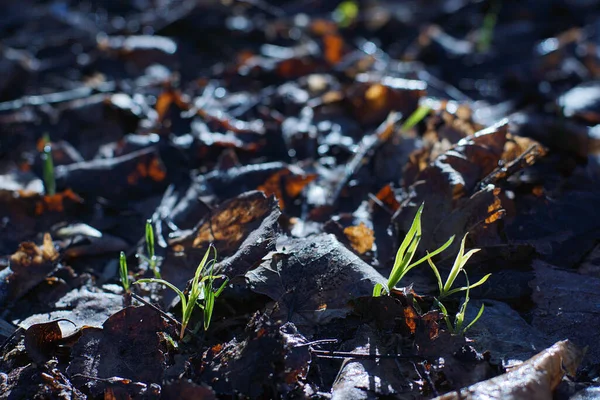 Tuft Grass Breaks Withered Foliage — Stock Photo, Image