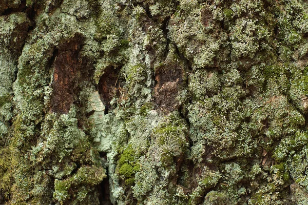 Ağaç gövdesindeki farklı gölgelerde yosun..