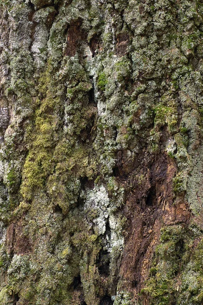 Mousse Sur Écorce Arbre Comme Fond Avec Différentes Textures — Photo