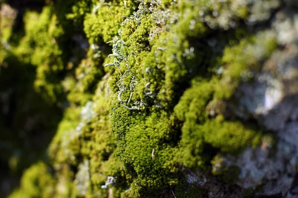 Grünes Moos Auf Einem Baumstamm Als Hintergrund — Stockfoto