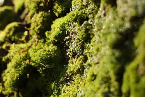 Hintergrund Mit Grünem Moos Das Den Baumstamm Bedeckt — Stockfoto
