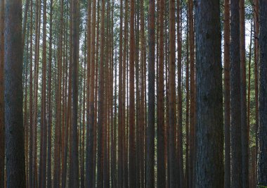 Çam ormanları ve düz kızıl ağaç gövdeleri..