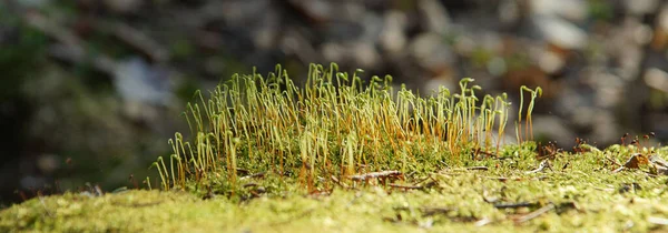 Bergpanorama Frühling Mit Schönem Moos Wald — Stockfoto