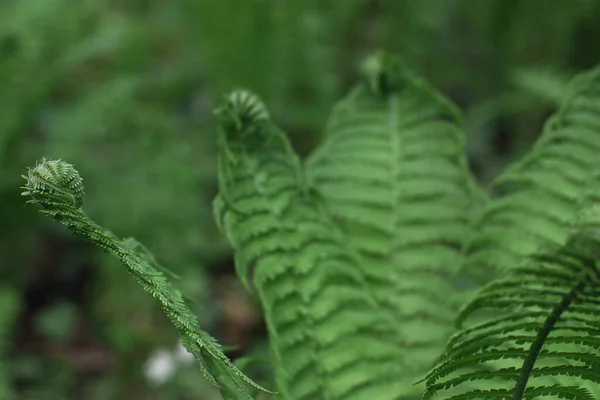 Fern Med Krusade Löv Slutar Parken Sommardag — Stockfoto