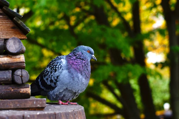 Eine Taube Ich Sitze Mit Hellem Gefieder Der Nähe Des — Stockfoto