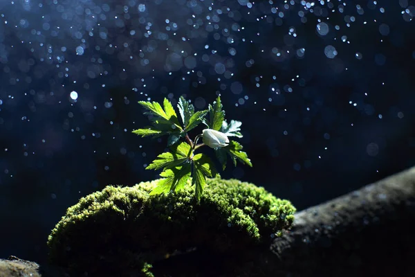 Splashes Fall Beautiful White Delicate Flower Grew Green Moss — Stock Photo, Image