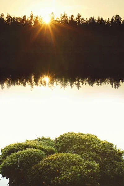 Schöner Sonnenuntergang Auf Einem Waldsee Grünes Moos Wuchs Auf Einem — Stockfoto
