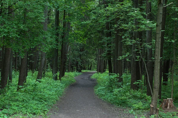 Ścieżka Biegnie Głąb Parku Otoczony Drzewami Zielonymi Liśćmi Letni Dzień — Zdjęcie stockowe