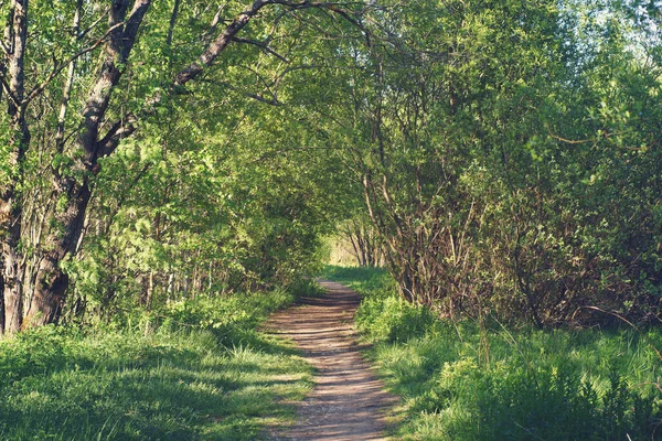 Hermoso Sendero Corre Través Parque Con Árboles Tocando Coronas Desde — Foto de Stock