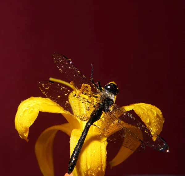 Closeup of a dragonfly and a flower on a dark red background, macro photo