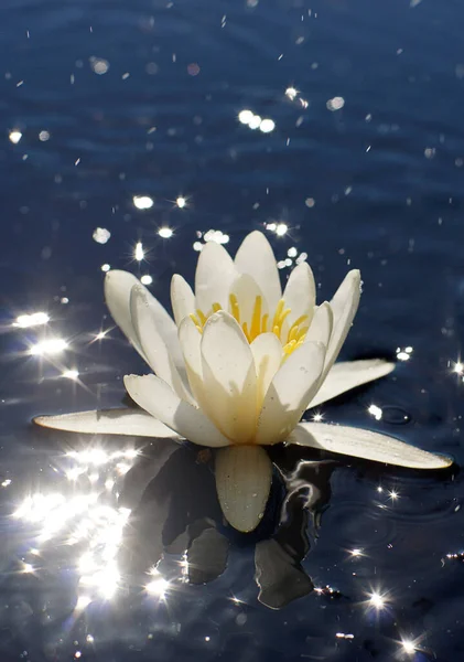 湖の中に黄色のコアを持つ白い睡蓮は 水に明るいハイライト 花の概念 — ストック写真