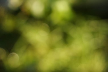 Herhangi bir metni uygulamak için ağaçlardaki yapraklar gibi bulanık yeşil arkaplan.