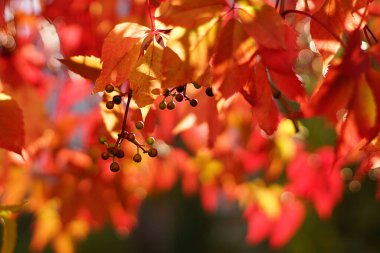 Güzel beş uçlu yapraklar bu sonbaharda kırmızı renkte..