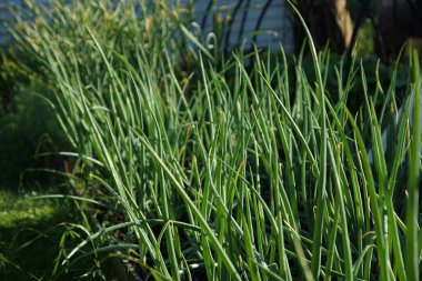 Yeşil soğan yazın bahçede yetişir, bahçede yeşillik yetiştirir.