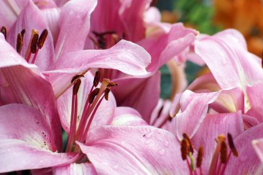 Bir sürü açık pembe zambak çiçekleri.