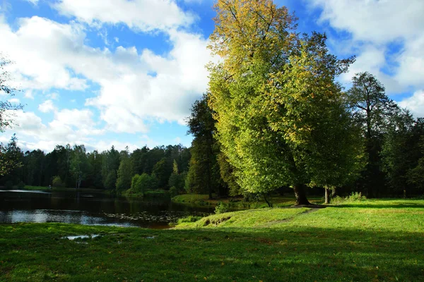 Paysage Avec Des Arbres Été Qui Poussent Long Rive Beau — Photo