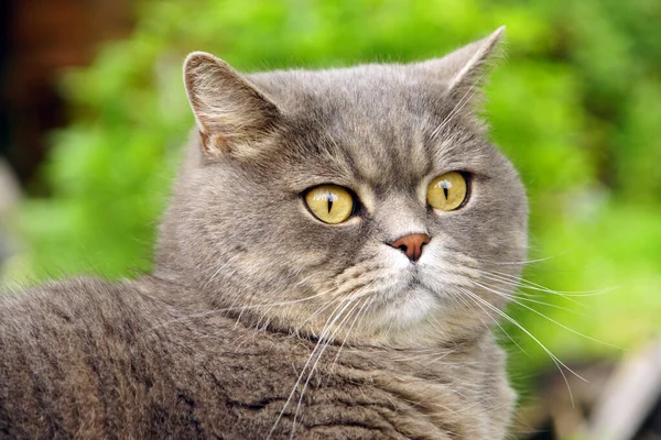 Сірий Кіт Британської Породи Дивиться Жовтими Очима Тлі Зеленого Кольору — стокове фото