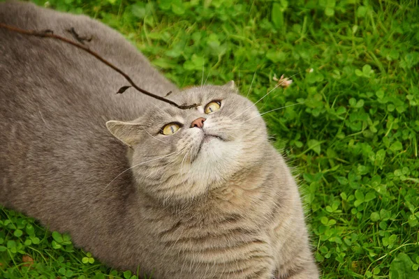 Gray cat of British breed plays with a stick in a green meadow — Stock Photo, Image