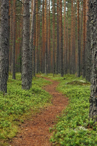 Διαδρομή στο πευκοδάσος ανάμεσα σε μεγάλους επίπεδους κορμούς δέντρων, κάθετο πλαίσιο — Φωτογραφία Αρχείου