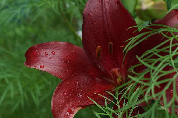 Hermoso lirio de color burdeos después de la lluvia con gotas de agua — Foto de Stock