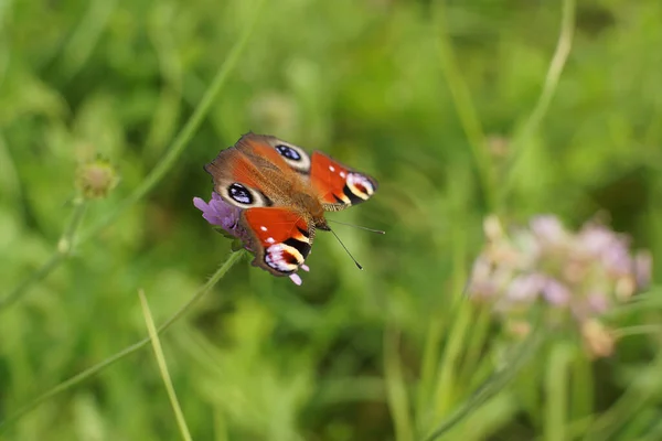 Una mariposa roja con un hermoso patrón en las alas se sienta en la hierba verde — Foto de Stock