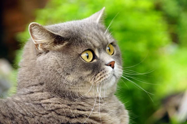 Schöne Katze Britische Rasse Gegen Grüne Wiesen Hintergrund — Stockfoto