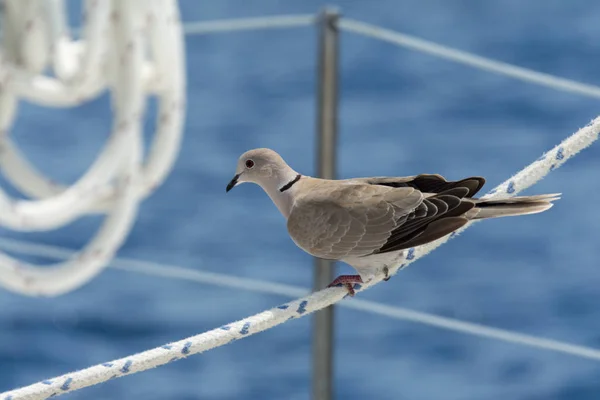 bir yelkenli yaşam çizgileri üzerinde oturan bir güvercin, yakın çekim