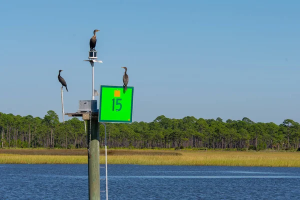 Coromants Sedí Navigační Značky Zelené Intercoastal Vodních Cest Severní Florida — Stock fotografie