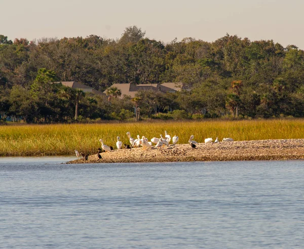 Vodní Ptáci Písku Pruhu Podél Intercoastal Waterway Severní Florida — Stock fotografie