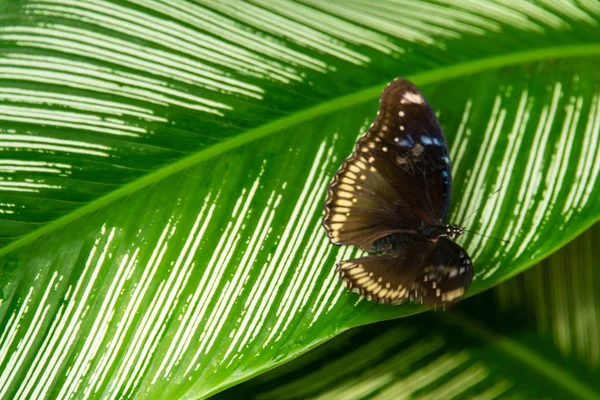 Kahverengi ve beyaz kelebek üzerindeki beyaz çizgili yeşil yaprak 