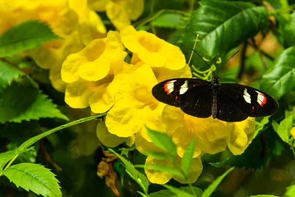 Farfalla Bianco Nero Sfondo Vegetale Verde Con Fiori Gialli — Foto Stock