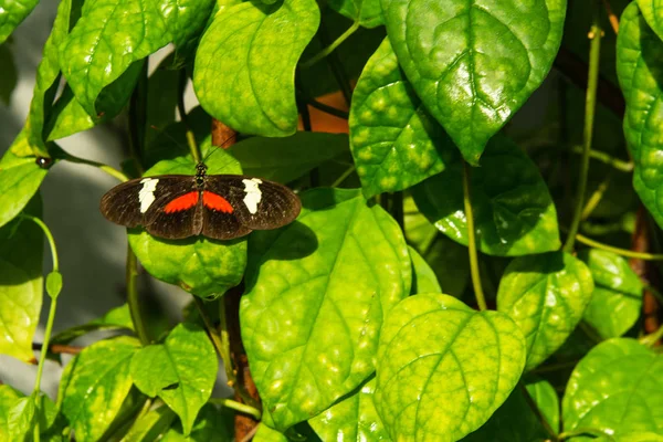 Siyah, turuncu, yeşil bitki arka plan üzerinde beyaz kelebek