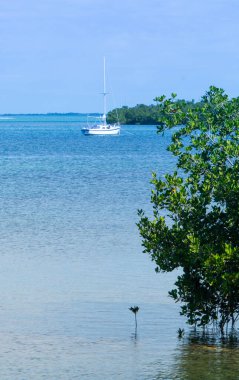 Küçük beyaz yelkenli mangrov ağaçlarıyla çevrili Florida Keys demirlemiş dikey görüntü. 