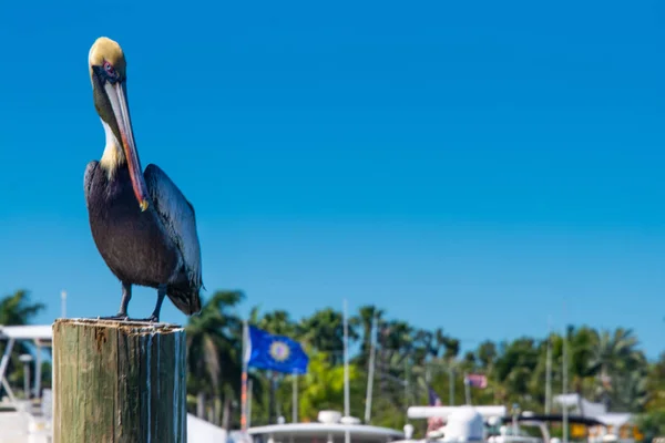 Blanco Lujoso Yate Deporte Pescador Con Romper Ola Proa — Foto de Stock