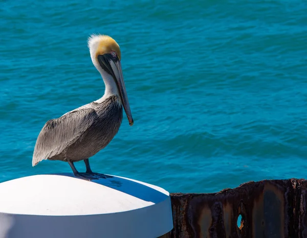 Key West Harbor bir kazık su içinde belgili tanımlık geçmiş ile oturan beyaz Pelikan