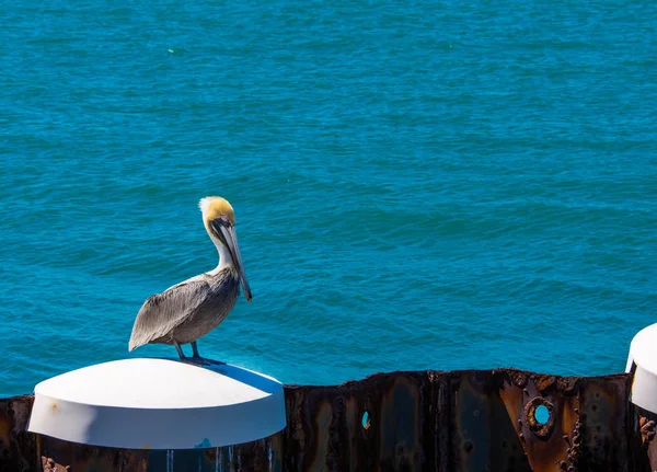 White Pelican Sitting Piling Key West Harbor Water Background — Stock Photo, Image