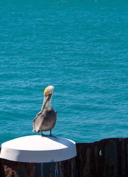 Key West Harbor bir kazık su içinde belgili tanımlık geçmiş ile oturan bir beyaz Pelikan dikey görüntü