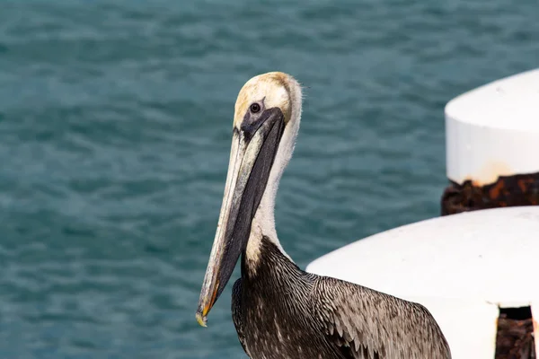 Close Head Shot White Pelican Harbor Looking Camera — Stock Photo, Image