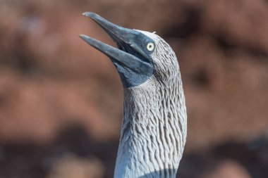 Mavi ayaklı bubi başkanı Close Up, Kuzey Seymour, Galapagos Adaları, Ekvador, Güney Amerika.