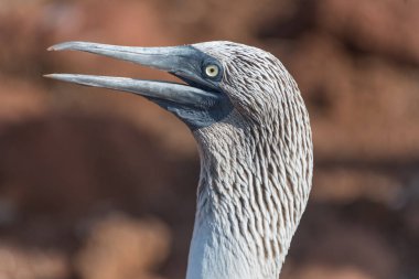 Mavi ayaklı bubi başkanı Close Up, Kuzey Seymour, Galapagos Adaları, Ekvador, Güney Amerika.