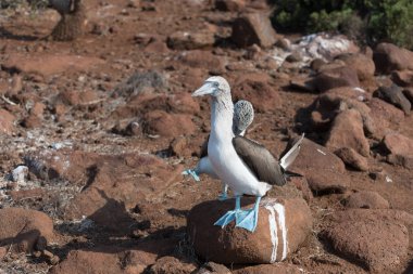 Mavi ayaklı bubi, Kuzey Seymour, Galapagos Adaları, Ekvador, Güney Amerika'nın dans.