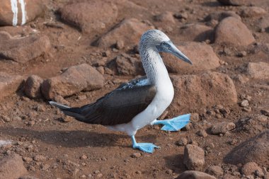 Mavi ayaklı bubi, Kuzey Seymour Adası, Galapagos Adası, Ekvador, Güney Amerika.