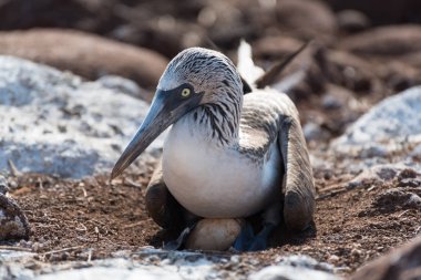 Yumurtaile mavi ayaklı bubi, Kuzey Seymour Adası, Galapagos Adası, Ekvador, Güney Amerika.