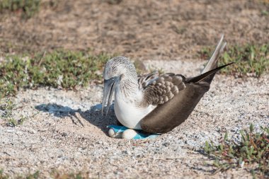 Yumurtaile mavi ayaklı bubi, Kuzey Seymour Adası, Galapagos Adası, Ekvador, Güney Amerika.