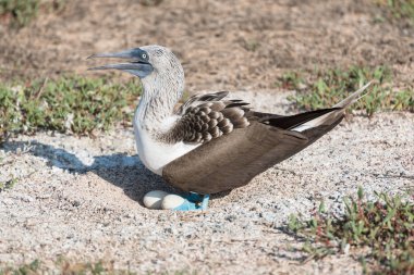 Yumurtaile mavi ayaklı bubi, Kuzey Seymour Adası, Galapagos Adası, Ekvador, Güney Amerika.