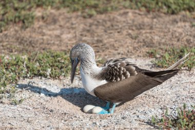 Yumurtaile mavi ayaklı bubi, Kuzey Seymour Adası, Galapagos Adası, Ekvador, Güney Amerika.