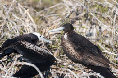Bir dişi büyük Fırkateyn kuşu Kuzey Seymour Adası, Galapagos Adası, Ekvador, Güney Amerika'da yavrusuyla besleniyor..