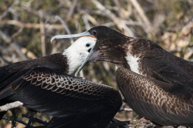 Bir dişi büyük Fırkateyn kuşu Kuzey Seymour Adası, Galapagos Adası, Ekvador, Güney Amerika'da yavrusuyla besleniyor..