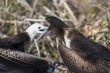 Bir dişi büyük Fırkateyn kuşu Kuzey Seymour Adası, Galapagos Adası, Ekvador, Güney Amerika'da yavrusuyla besleniyor..