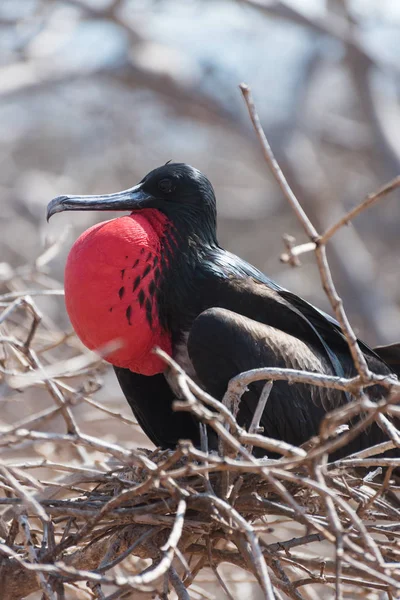 Kuzey Seymour'da sergilenen Büyük Fırkateyn kuşu (Fregata minör), Galapagos Adaları, Ekvador, Güney Amerika.